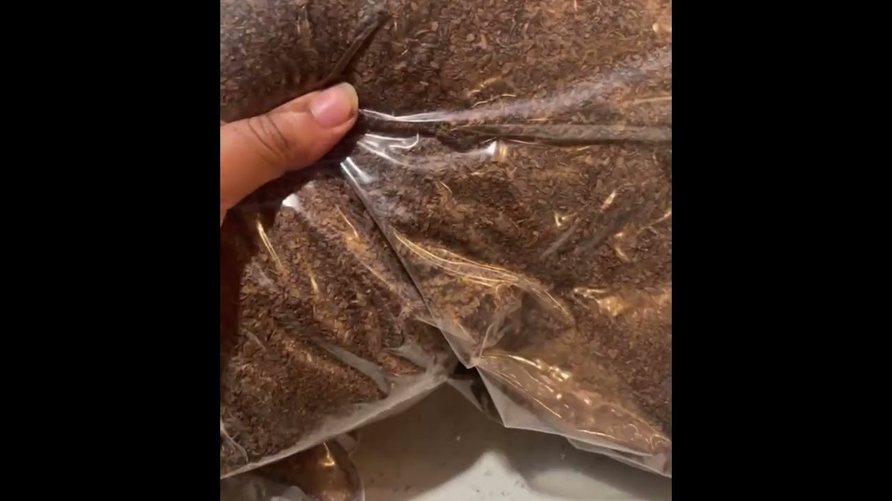 The Real Fronto 