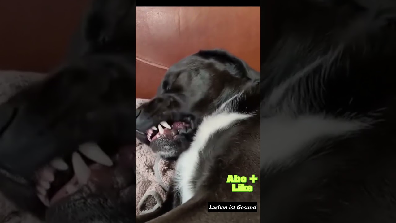 „Wenn Hunde träumen 😴🐶 Die süßesten Schlafmomente!“