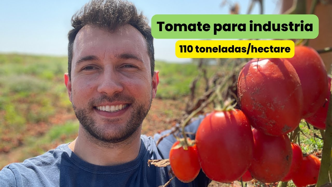 Tomate rasteiro para ind&uacute;stria, COMPENSA?