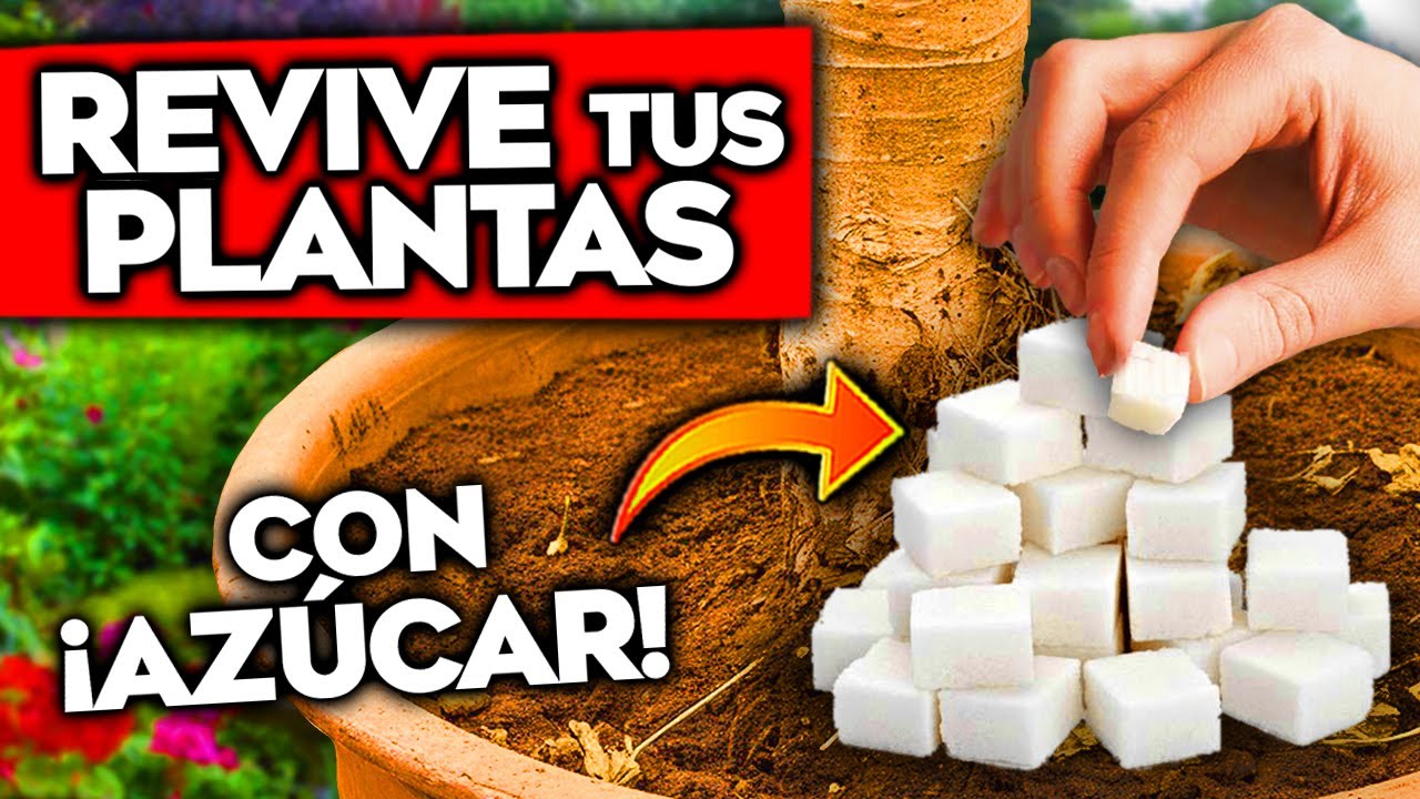 RESUCITA PLANTAS ENFERMAS o SECAS con AZ&Uacute;CAR!! Nunca M&Aacute;S MORIR&Aacute;N | Abono Casero para Jard&iacute;n y Huerto