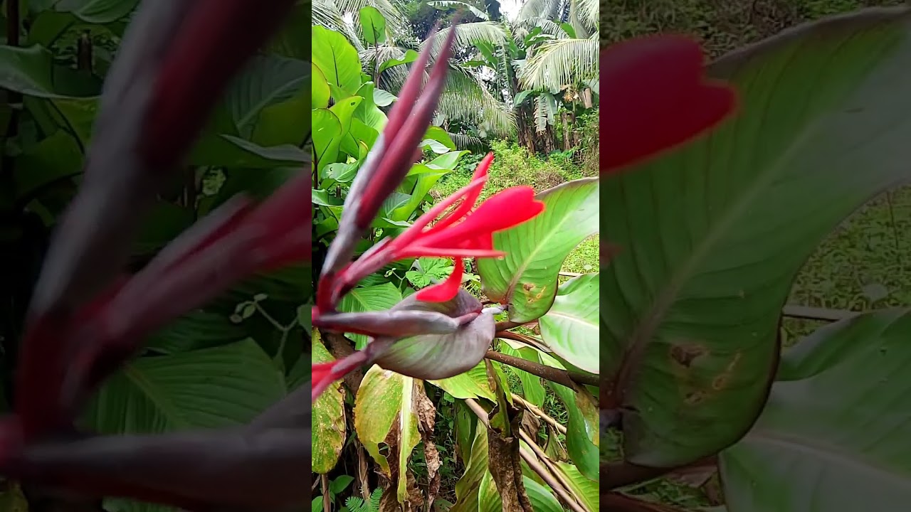 Beautiful nature 