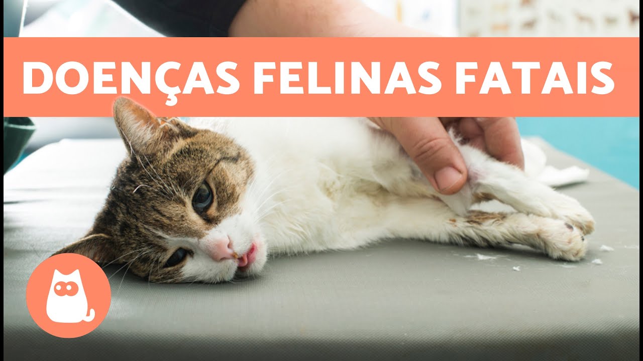 7 DOENÇAS MAIS PERIGOSAS EM GATOS 🐱⚠️ (Doenças Felinas)