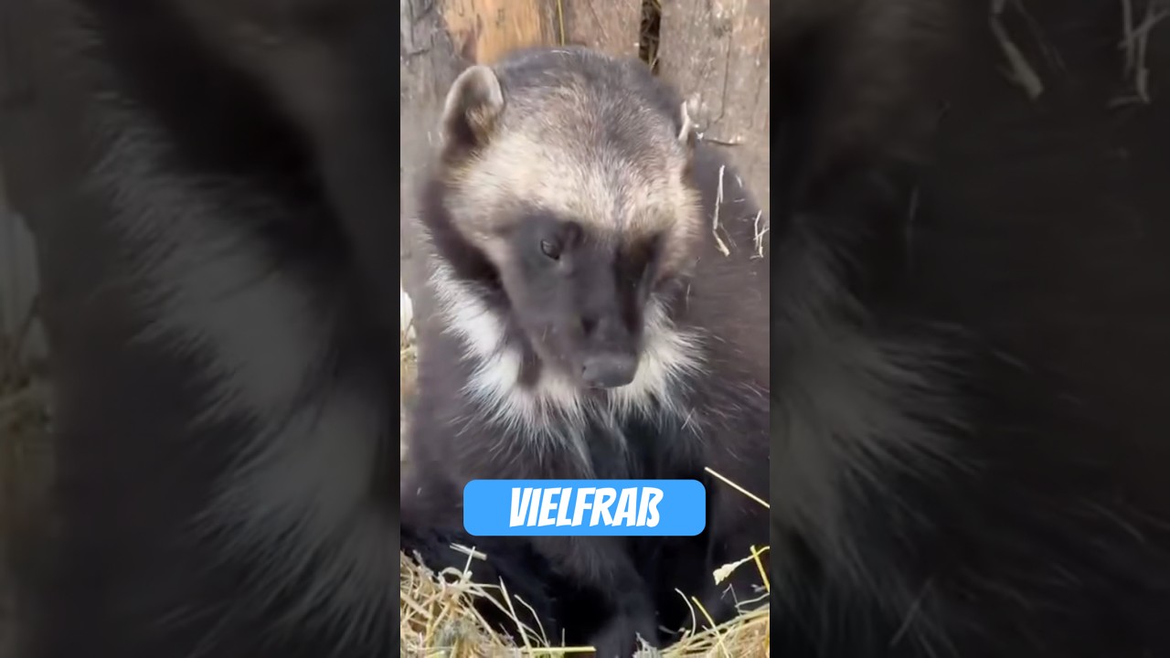 Vielfra&szlig;: Das aggressive Naturmonster mit Marderoptik