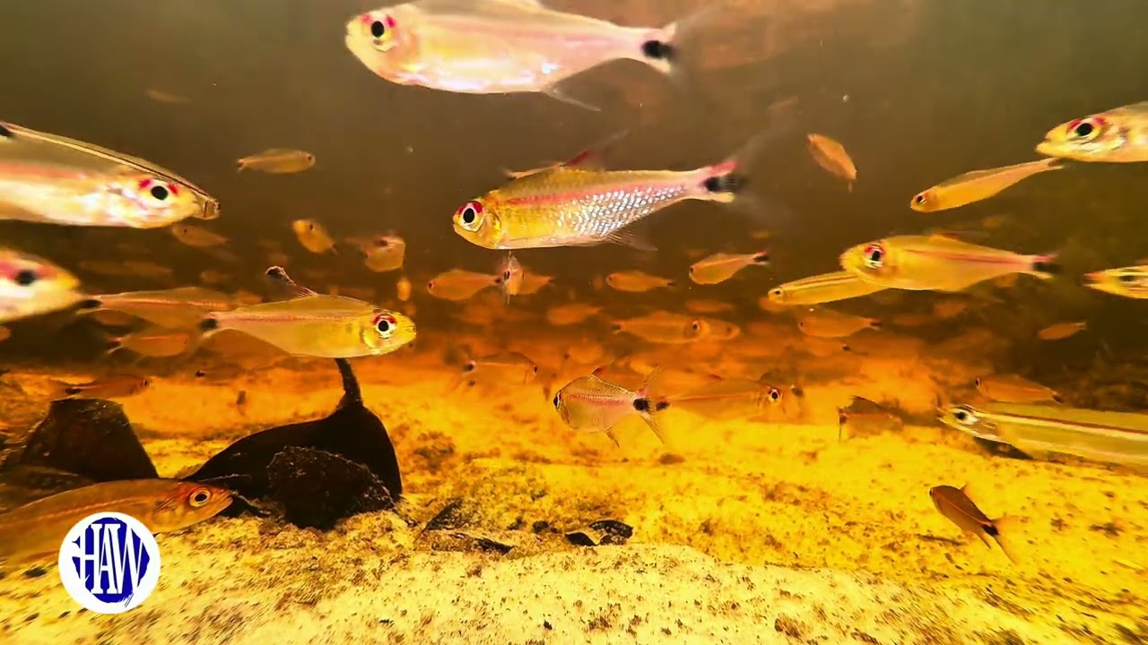Swarms of Tetras in the Atabapo