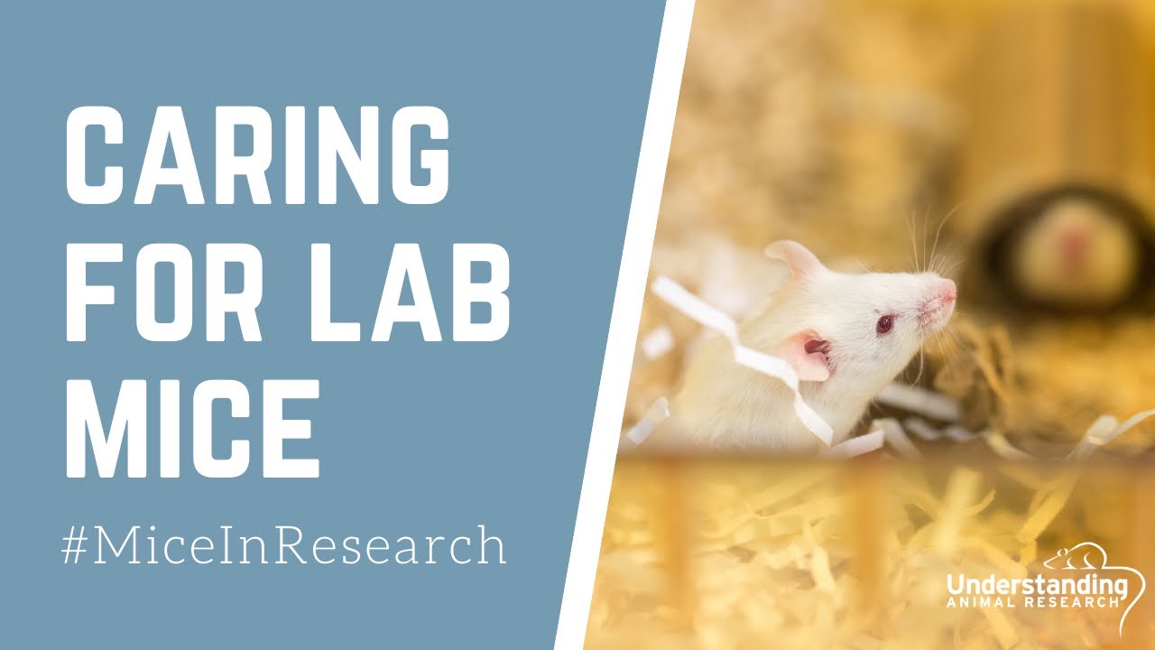 Caring for laboratory mice