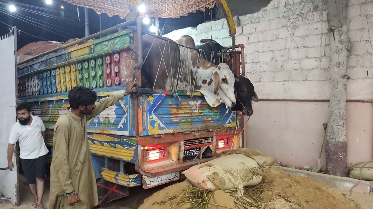 Cow Unloading Video | Farm Life Behind the Scenes
