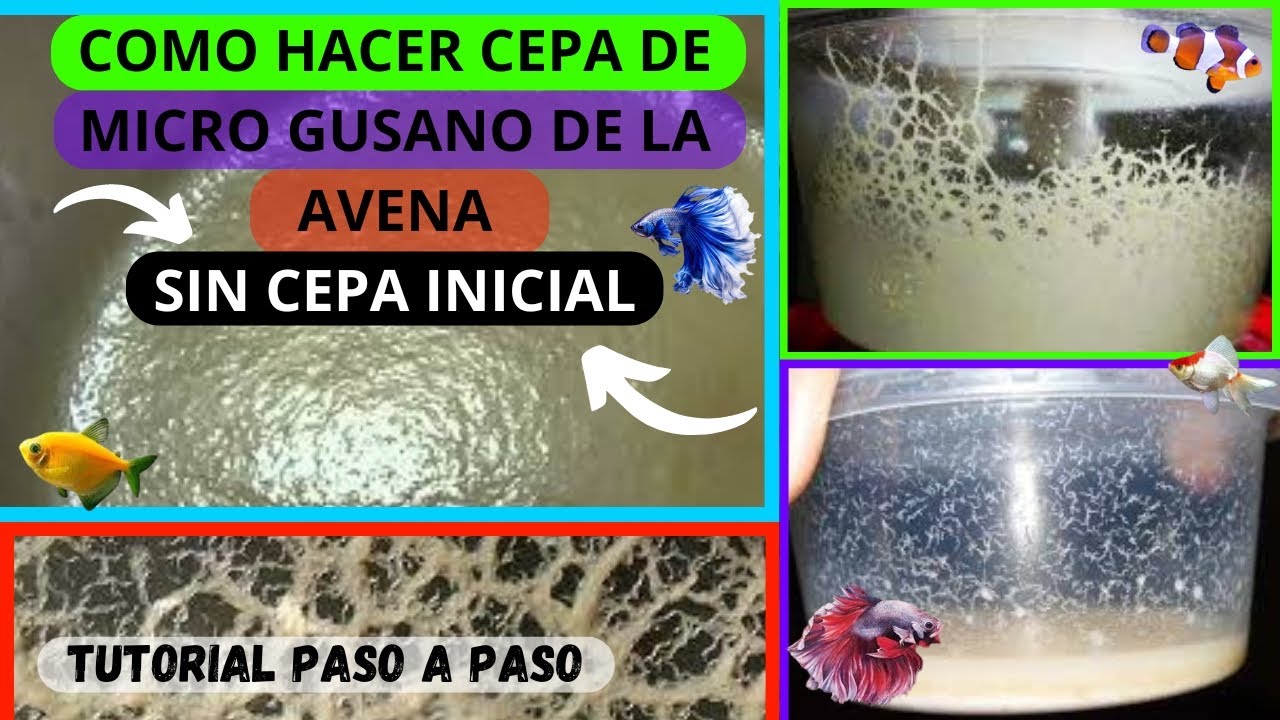 😱 COMO hacer CEPA de MICRO GUSANO 🐛 DE LA AVENA (SIN CEPA INICIAL) (TUTORIAL PASO A PASO COMPLETO)
