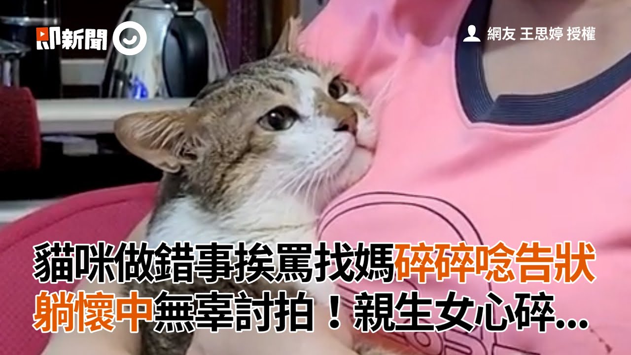 貓咪做錯事挨罵找媽碎碎唸告狀　躺懷中無辜討拍！親生女心碎...│寵物│貓咪｜猫｜ねこ│Pet│Cat│Kitten