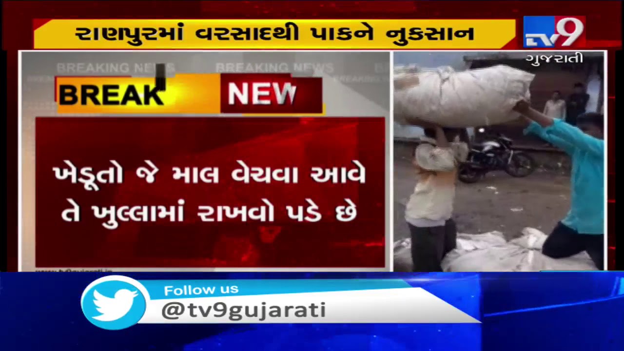 Botad: Cotton kept in Ranpur market yard destroyed due to unseasonal rain | TV9GujaratiNews