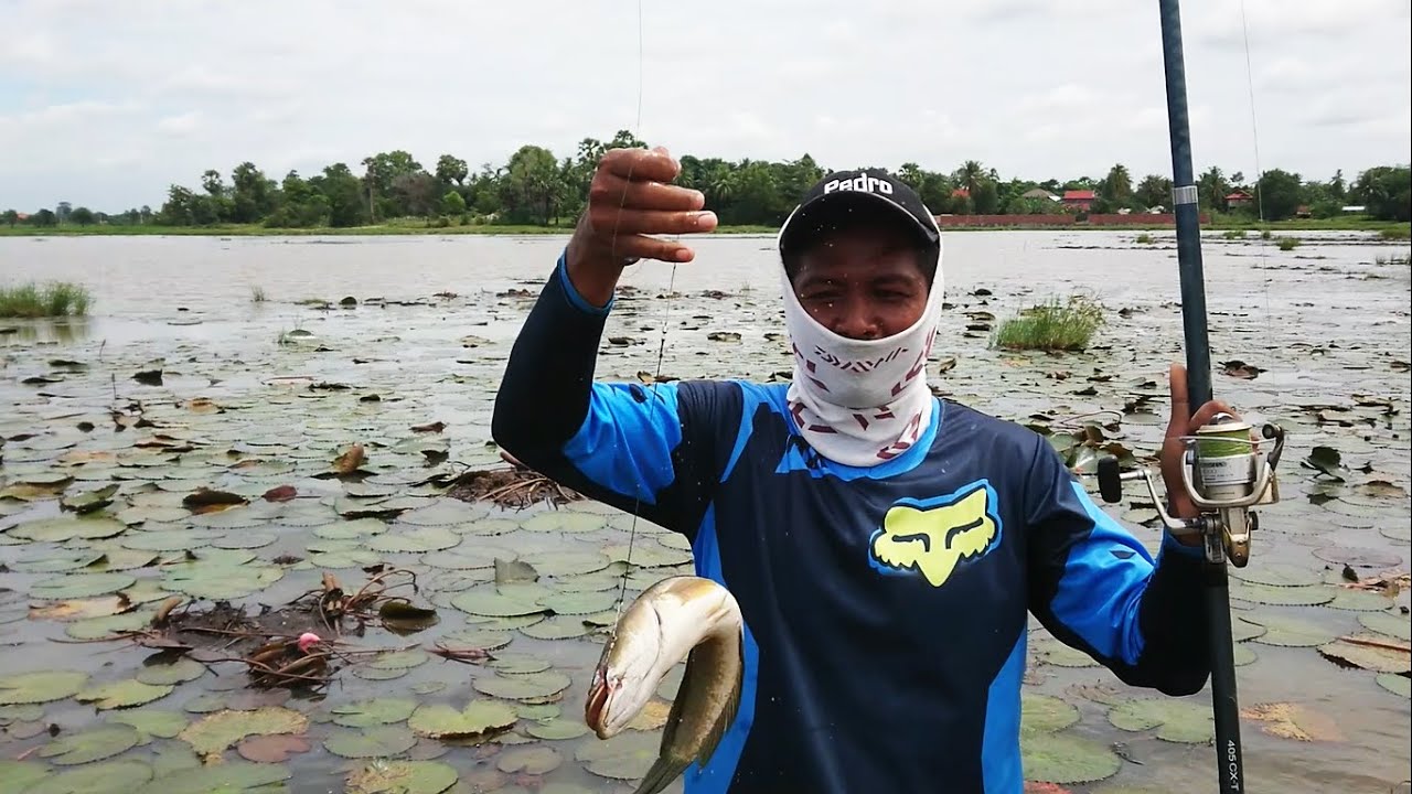 បបក់ត្រីមិនសូវបានទេមួយរយៈនេះ ទឹកដៃធ្លាក់ចុះខ្លាំងមែនទែនហើយ | Fishing Snakehead Fish