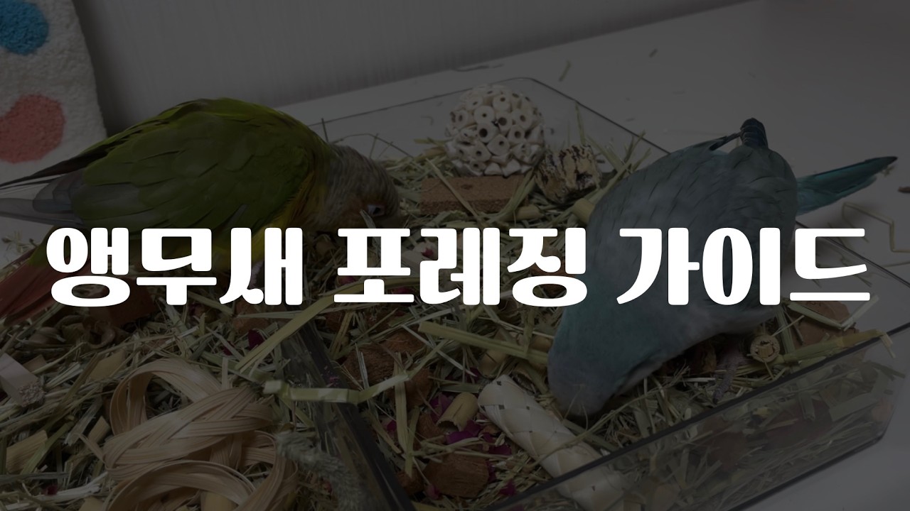 앵무새 포레징 가이드 ㅣ 정보·장난감·만들기