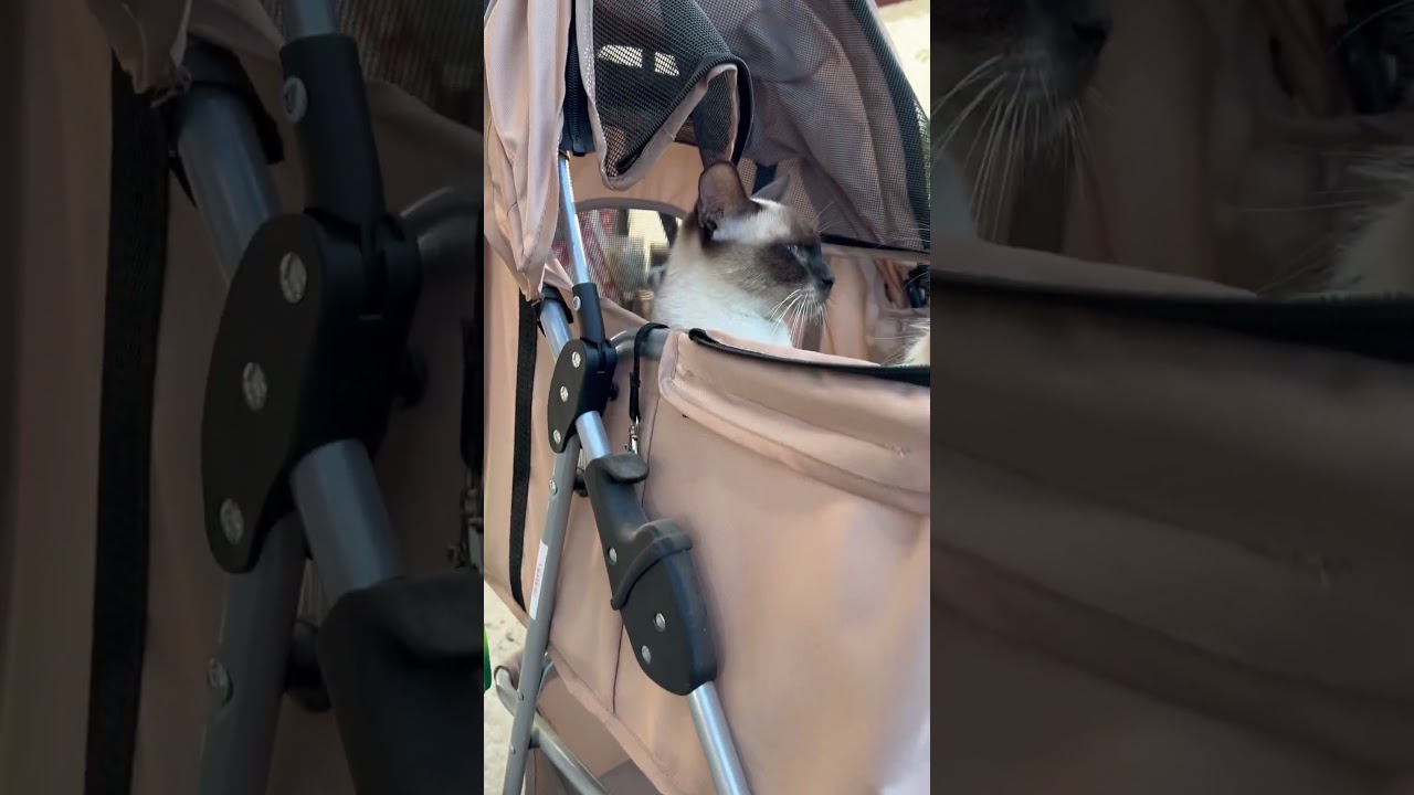 Doggo Pet Stroller Perfect for your Fur Babies! 🐱🐶💕 #petstroller #pets #reels #foryou #cat
