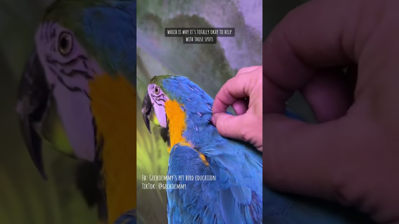 Amanda the macaw is a bit ticklish but she still likes having her feathers preened #featherpreening
