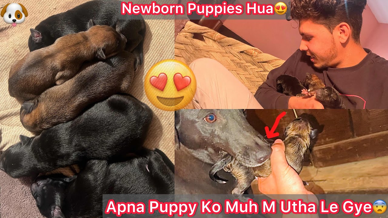 Finally Julie K Puppies Hogye😍Newborn Cute Cute Puppes 🐶 Julie Puppy Ko Muh M Utha le Gye😨