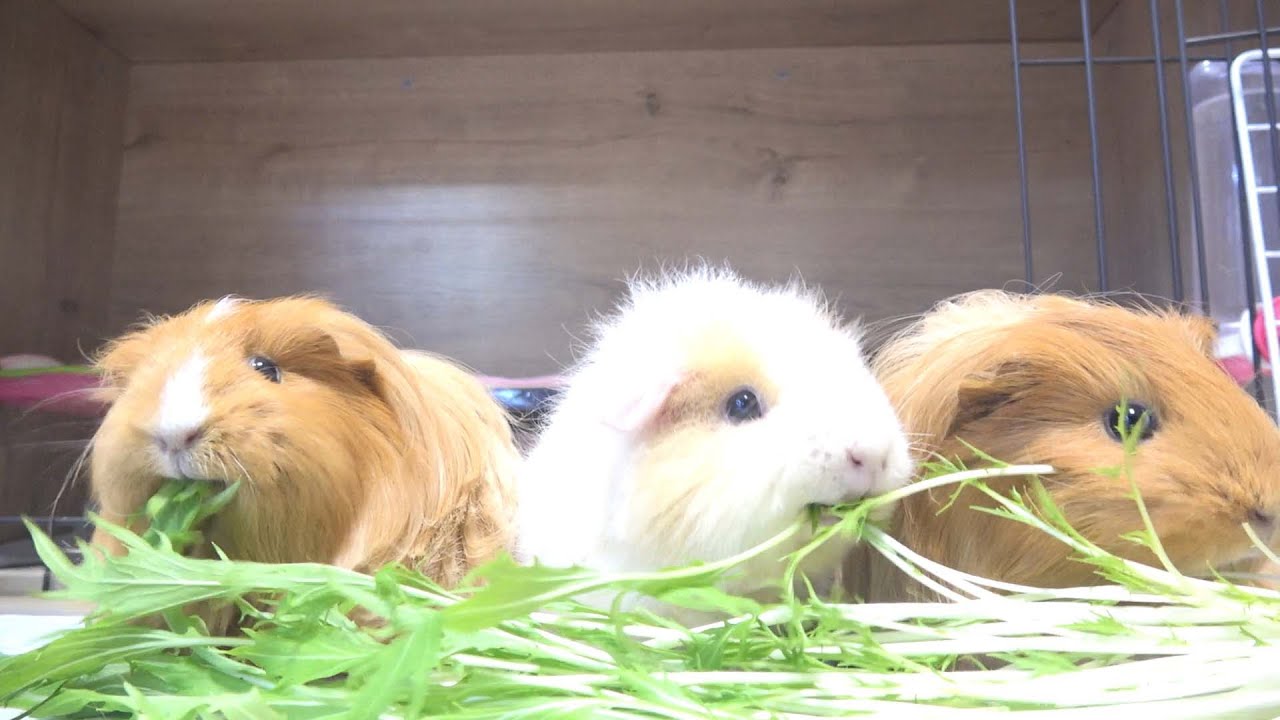 モルモットには犬用ケージがいいと思う