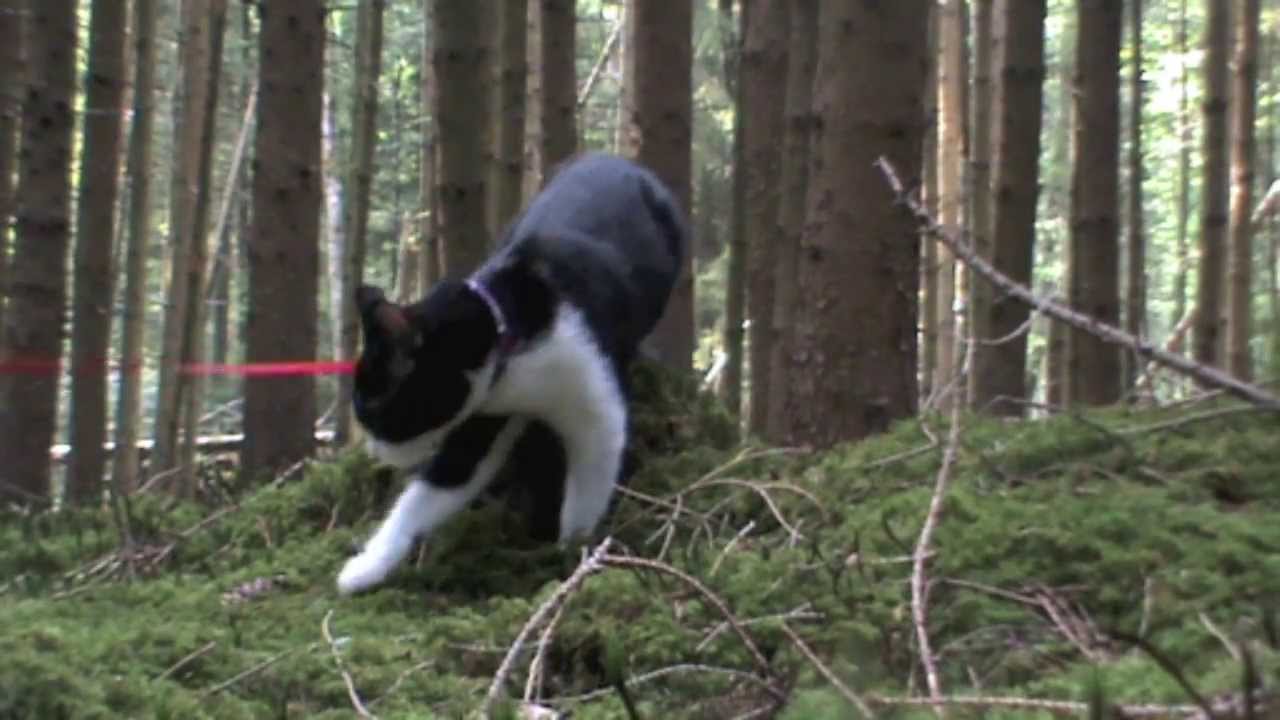 Kitten explores the woods - I dream of Jeannie