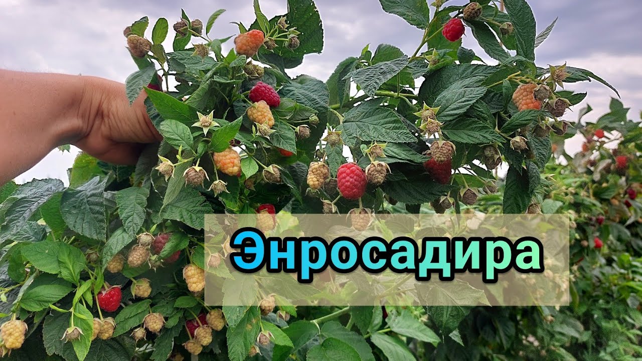 Малина Энросадира. Первое плодоношение