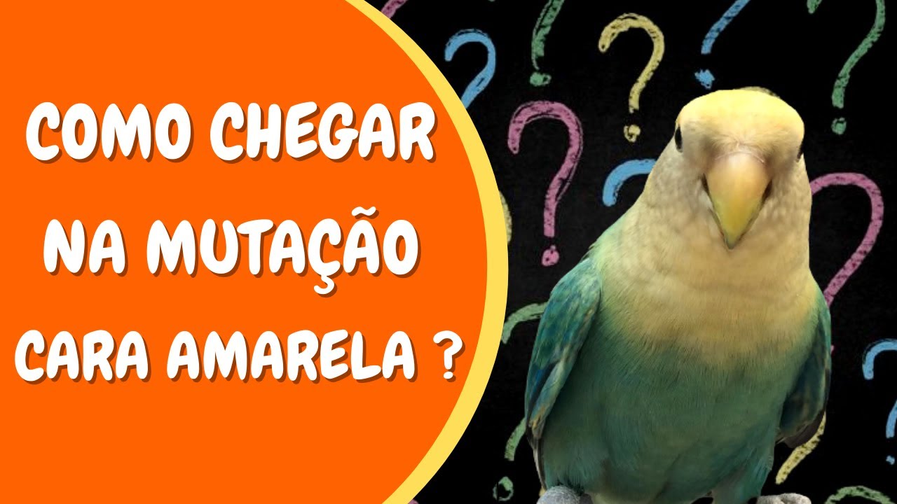 Como chegar na mutação cara amarela ? - FALA CRIADOR! #6