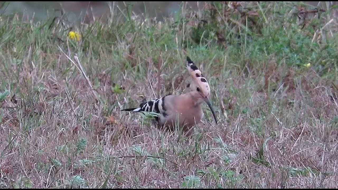 Eurasian Hoopoe - Upupa epops - Huppe fasciée - Hop / Auderghem - Belgium / September 2, 2025