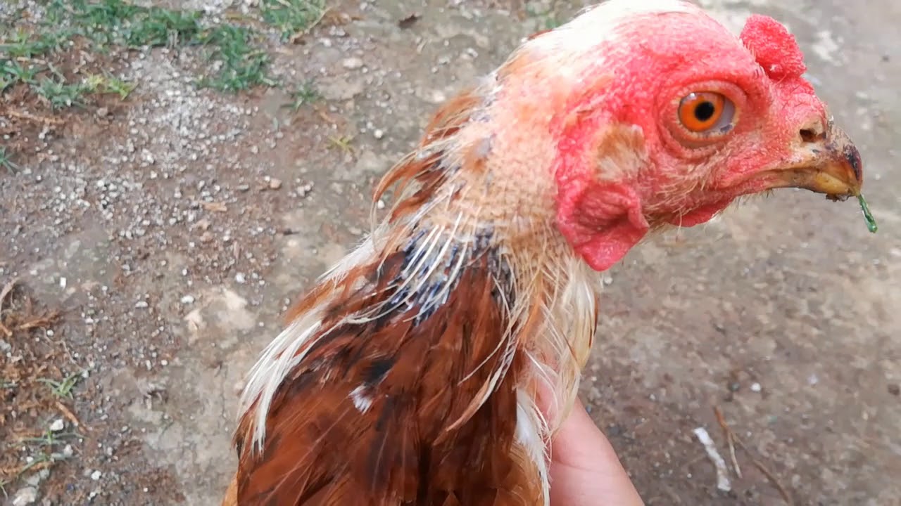 Ácaro barrenador de la pluma + Solución | Mariana Mai