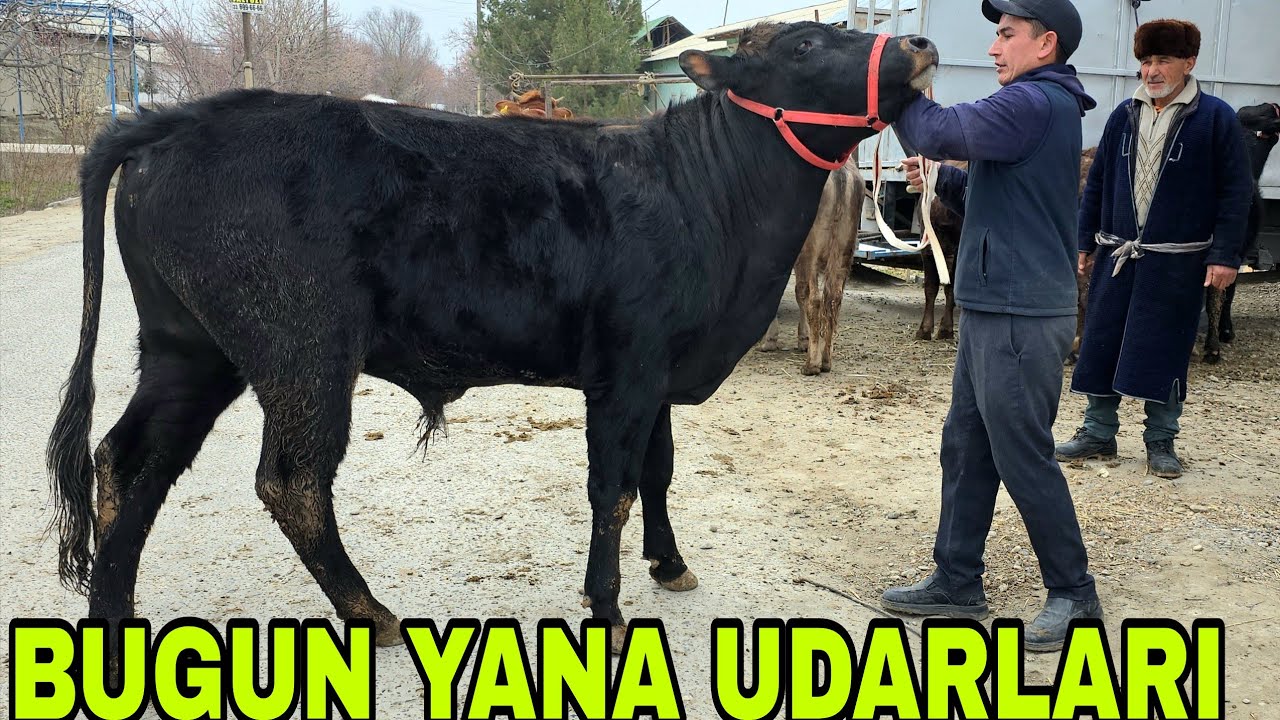 Bo'ronboy ukamizdan yangi partiya buqalar va bo'g'oz sigirlar 14-mart, 2026