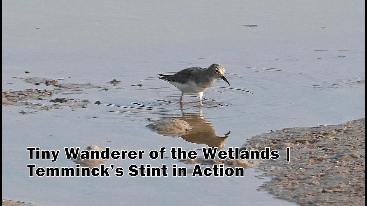 Tiny Wanderer of the Wetlands | Temminck&rsquo;s Stint in Action.