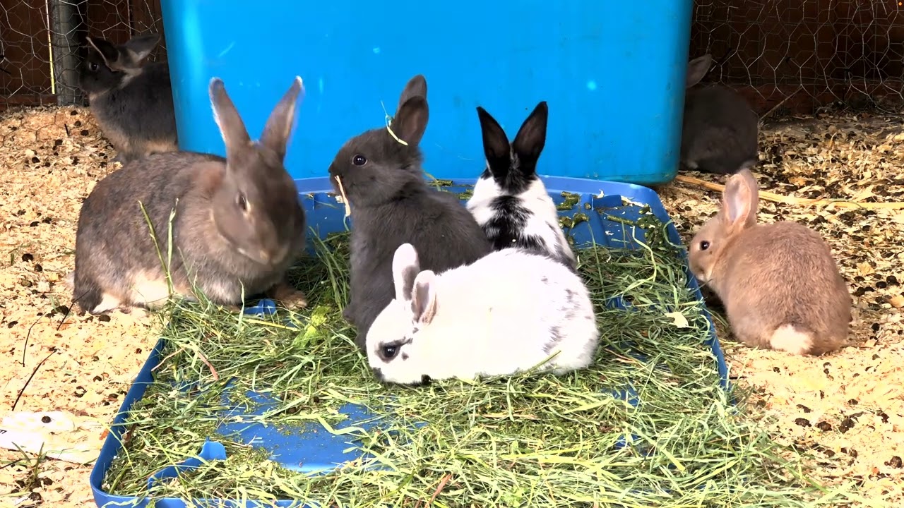 4K Baby BUNNIES 🐰 Day 60 🐰 ✨ ADORABLE Rabbit Colony ✨