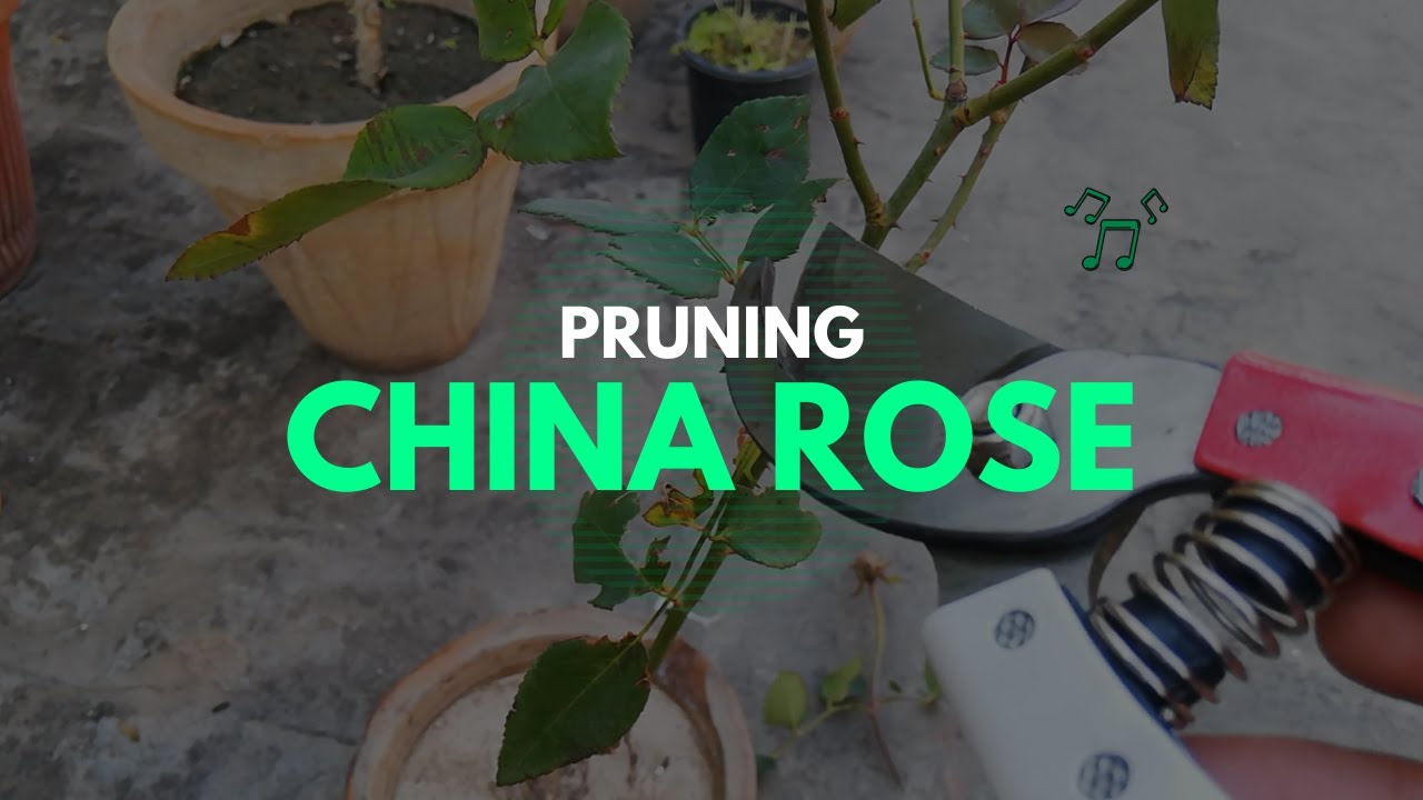 Pruning China Rose | How To Prune China Rose Plant | From The Garden