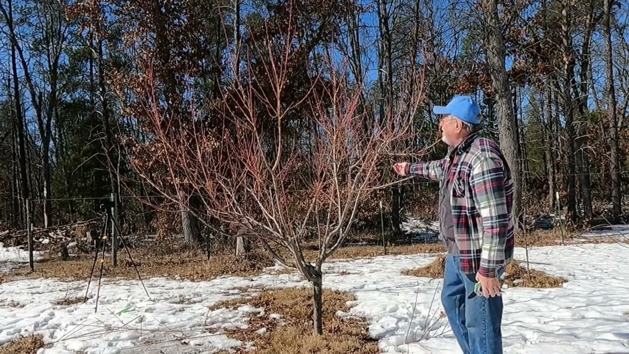 How to Spring Prune Nectarines With a Review on New Pruners!!