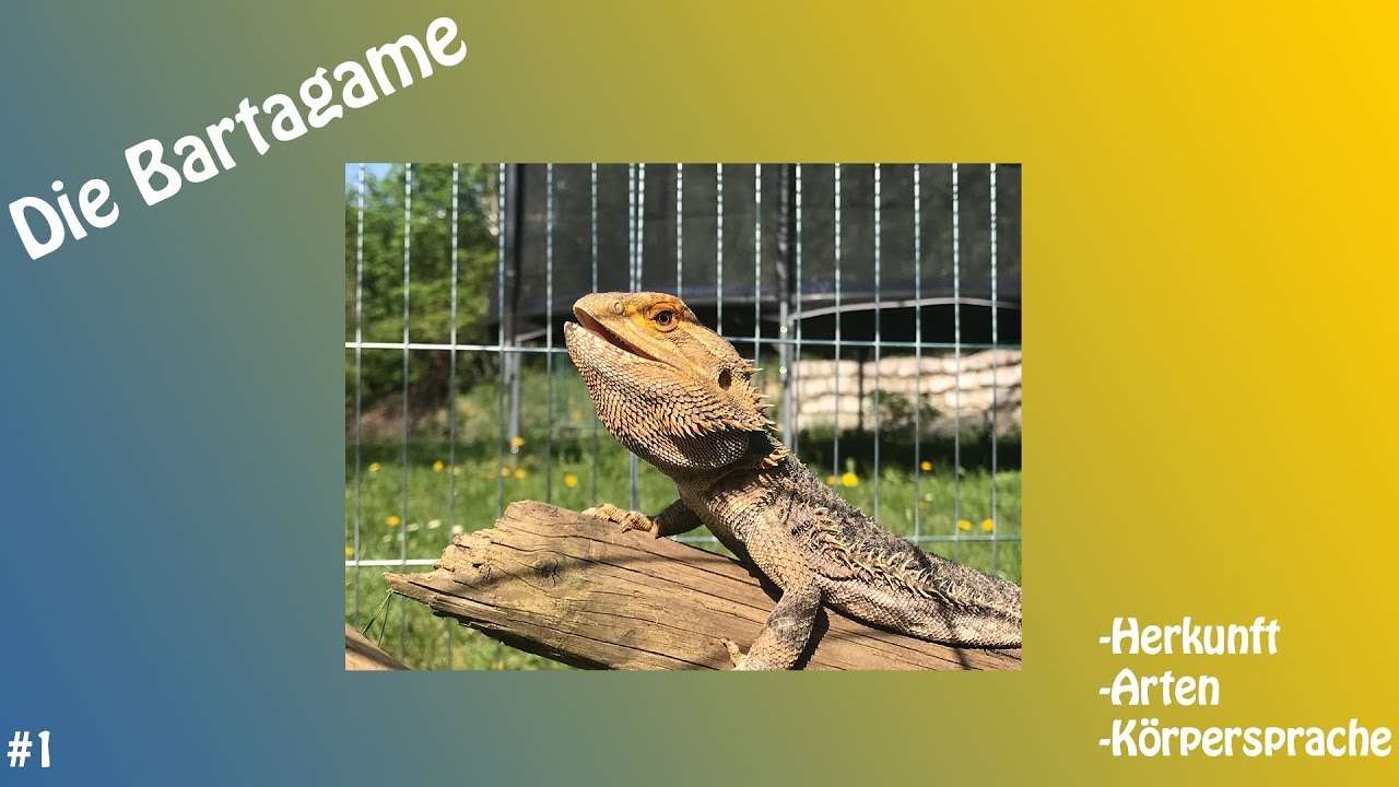 Die Bartagame; Herkunft und Körpersprache; Video 