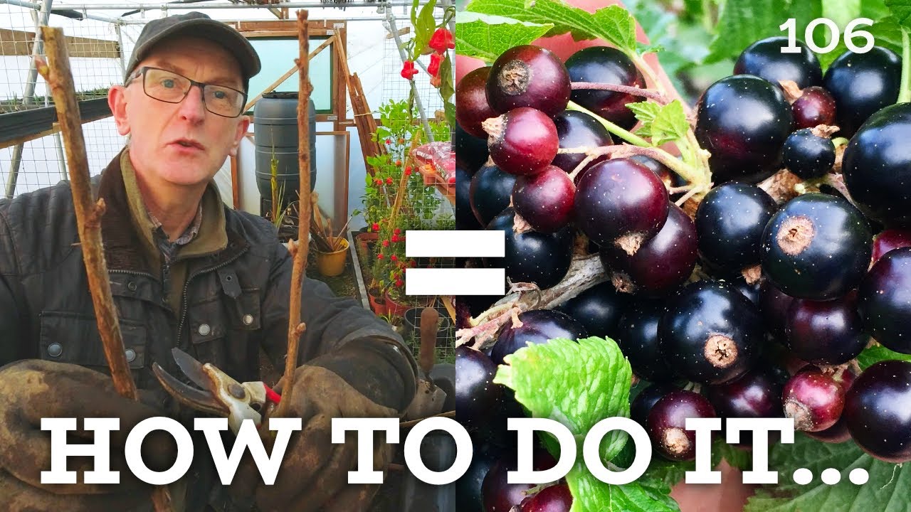 Plant Propagation Tips | Hardwood Cuttings & Rhubarb Division in winter
