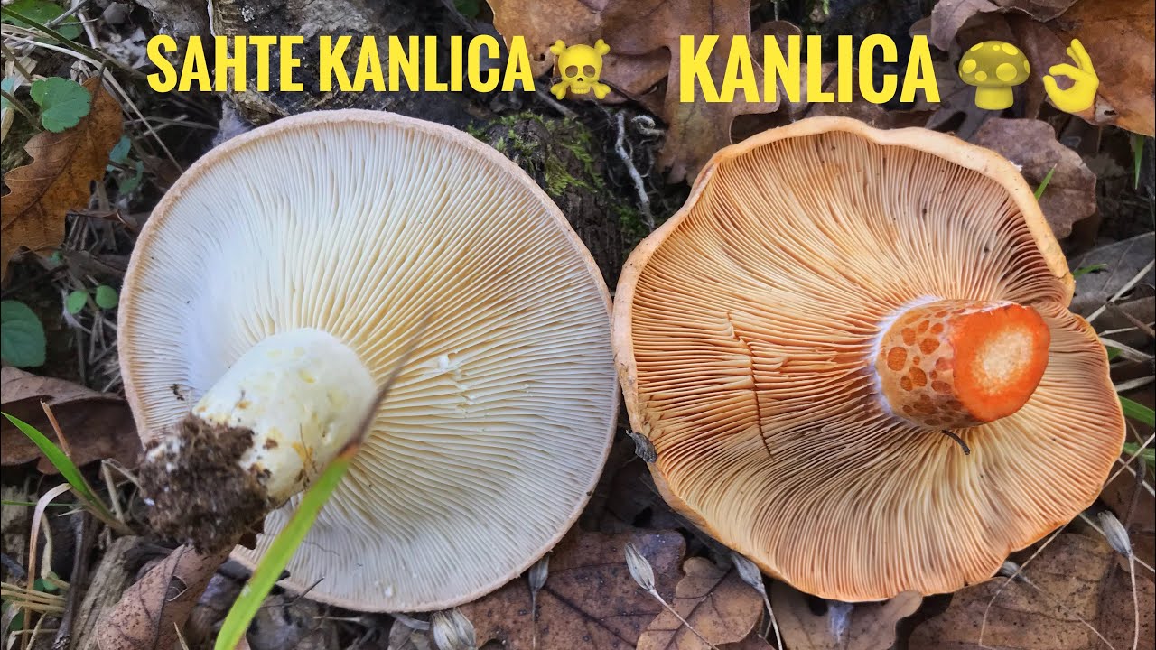 Muhteşem Kanlıca Mantarı ve Zehirli Yalancı Kanlıca Arasındaki Farklar !