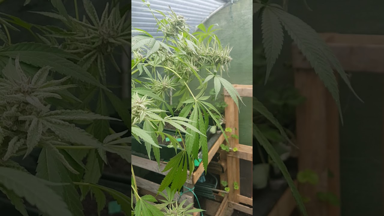 uptown growlab's jeremy's gas 2