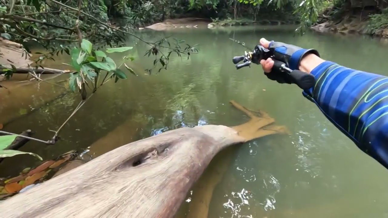 Memburu Sebarau/Hampala Dengan Topwater | ORCraft APop 70F