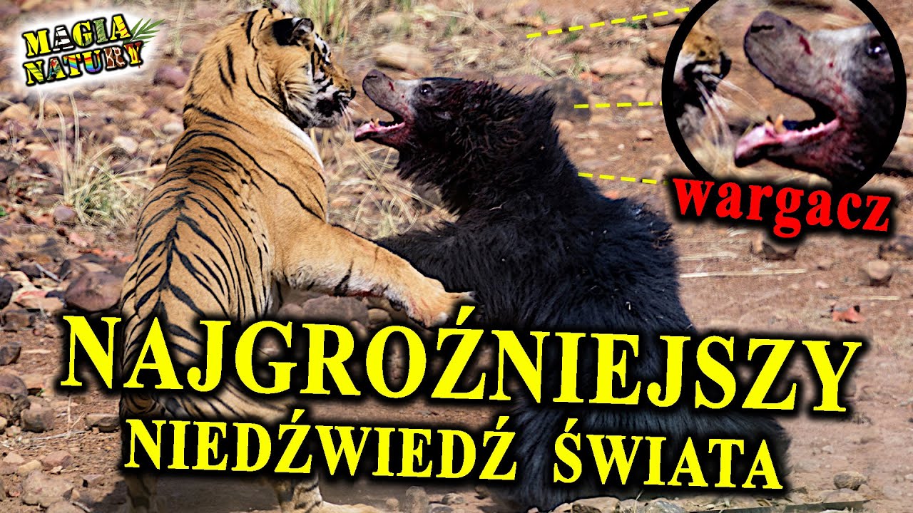 WARGACZ - Dlaczego Jest Tak Niebezpieczny❓️