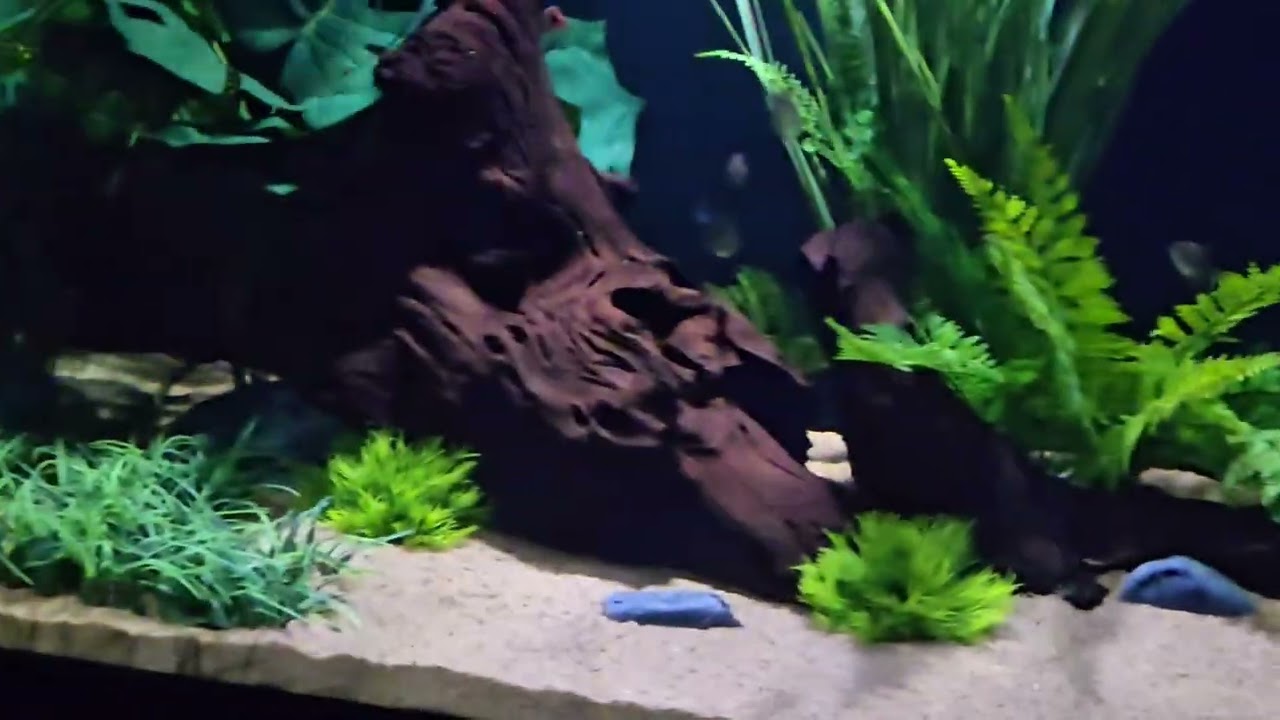 More progress on the 235 gallon aquarium 