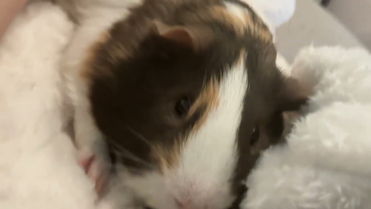 Oliver sounds/mini voice reveal🤭