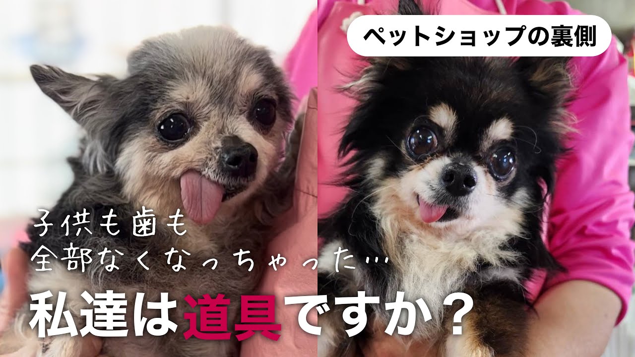 【10頭の繁殖犬レスキュー】もう自由だよ