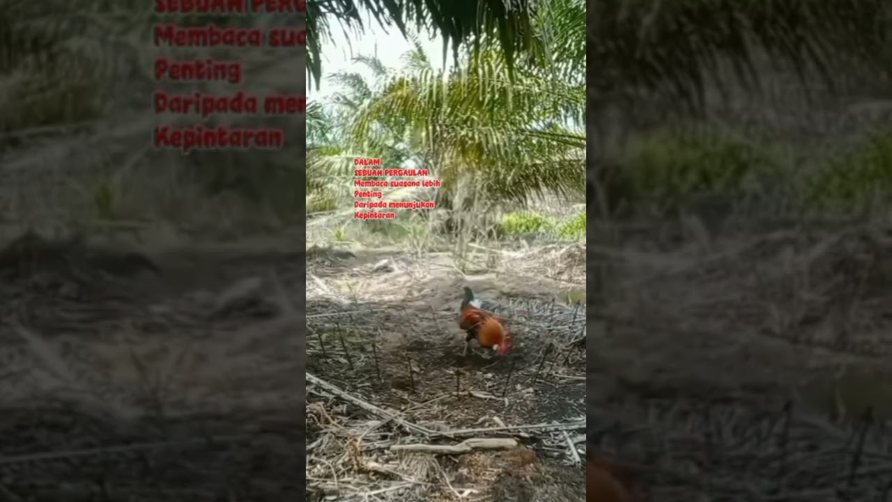 Tembakan Pikat ayam hutan 12 PAS 