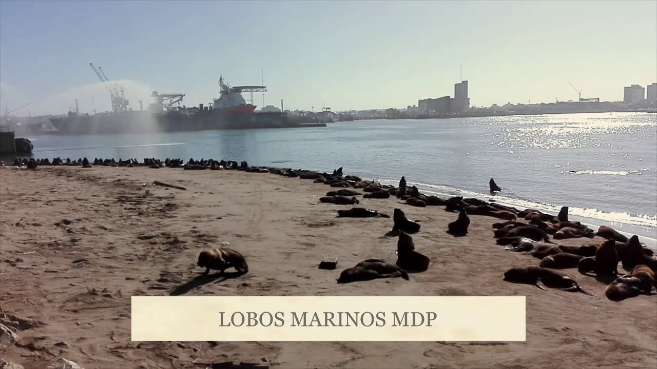 Reserva Natural Lobos Marinos - Mar del Plata 2021