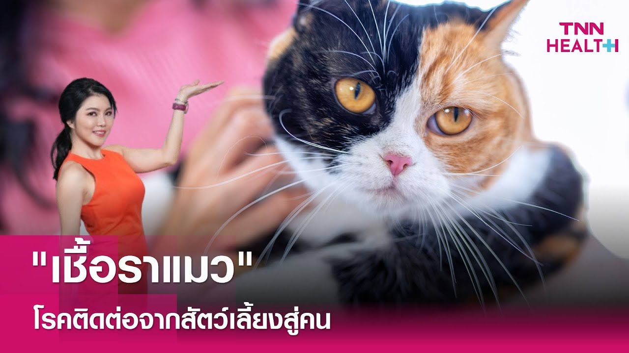 ทาสแมวต้องรู้ “เชื้อราแมว” โรคติดต่อที่คนก็เป็นได้ : TNN Health