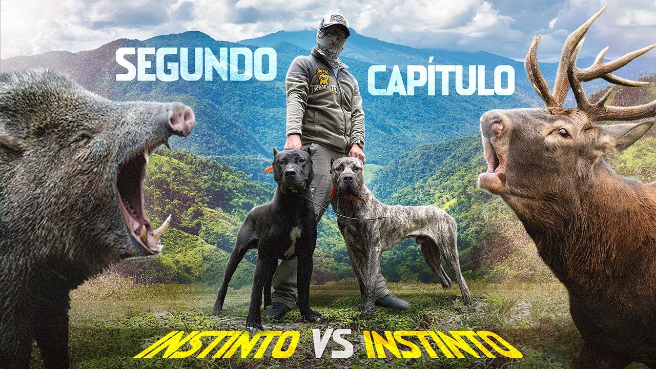 Tras el rastro del JABALÍ y VENADO con perros PRESA CANARIO || expedición real a la sierra