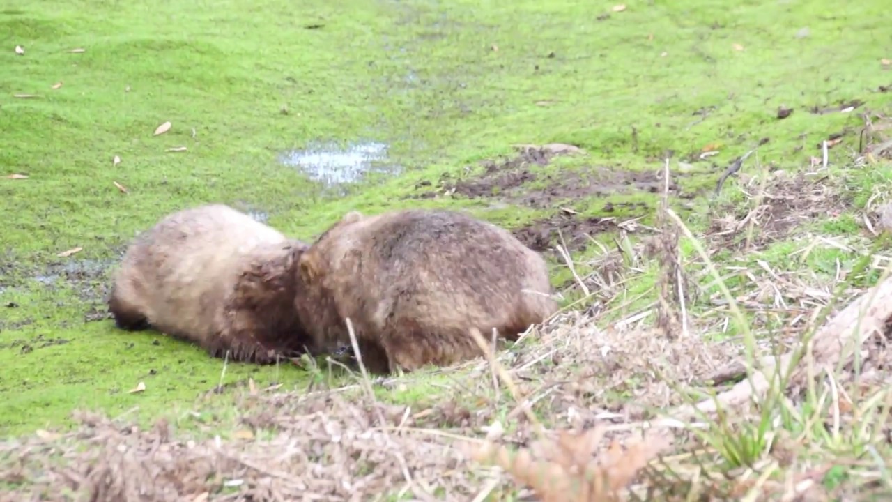 Maria Island Wombats - Grand Picnic Day Tour
