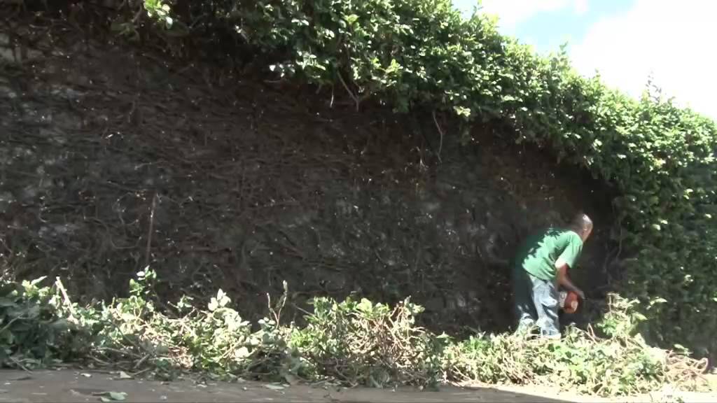 La Main Verte - Rabattre une haie