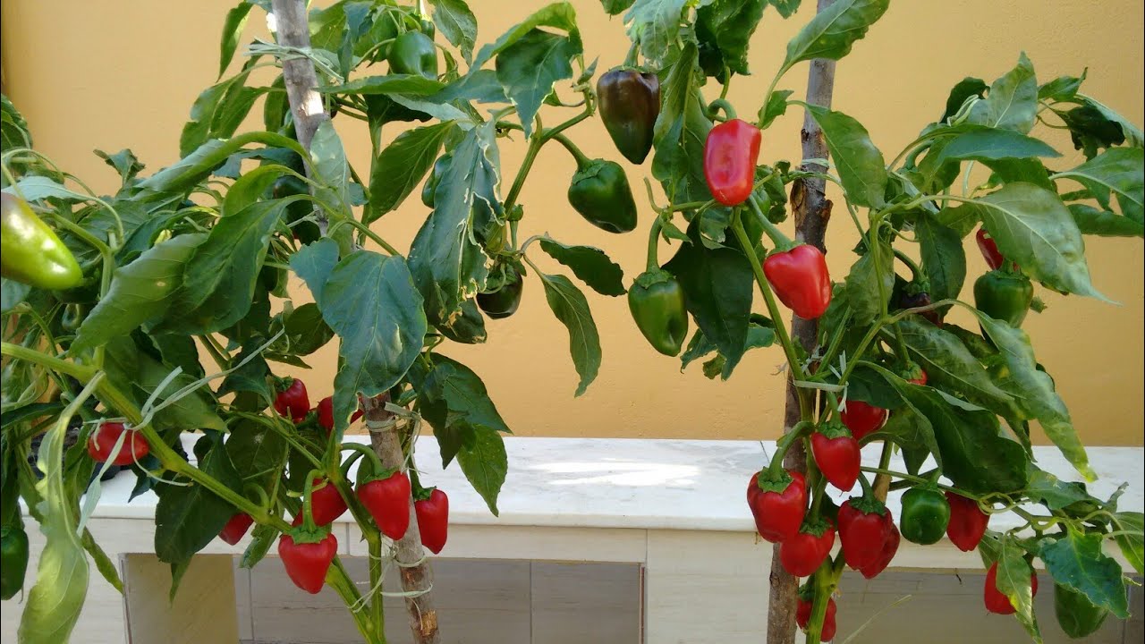 Como plantar pimentão (vermelho) orgânico em vaso.