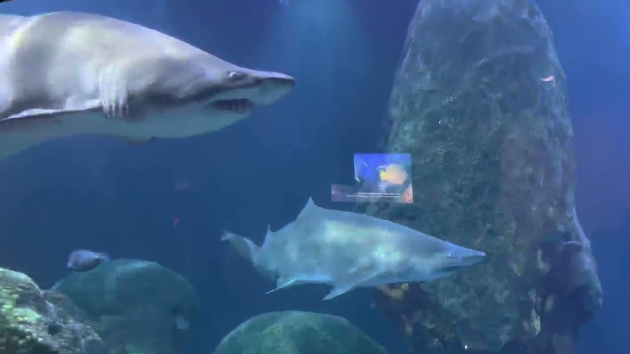 Sand Tiger Sharks, Sandbar Sharks