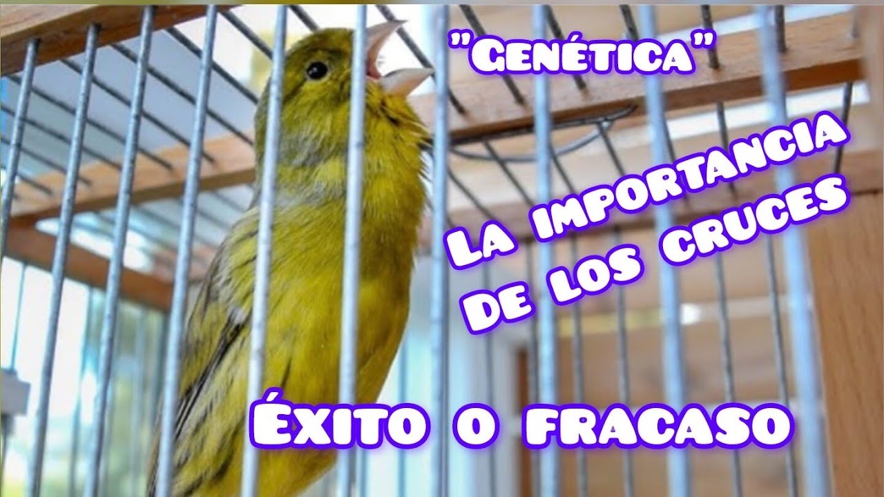 ✅LA IMPORTANCIA DE LOS CRUCES ✅🤔🍀 #timbrado #canario #pets #aves #ornitologia #canary #canaricultura
