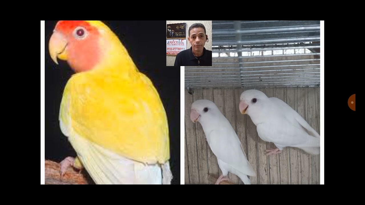 formação de casal lutino com albino