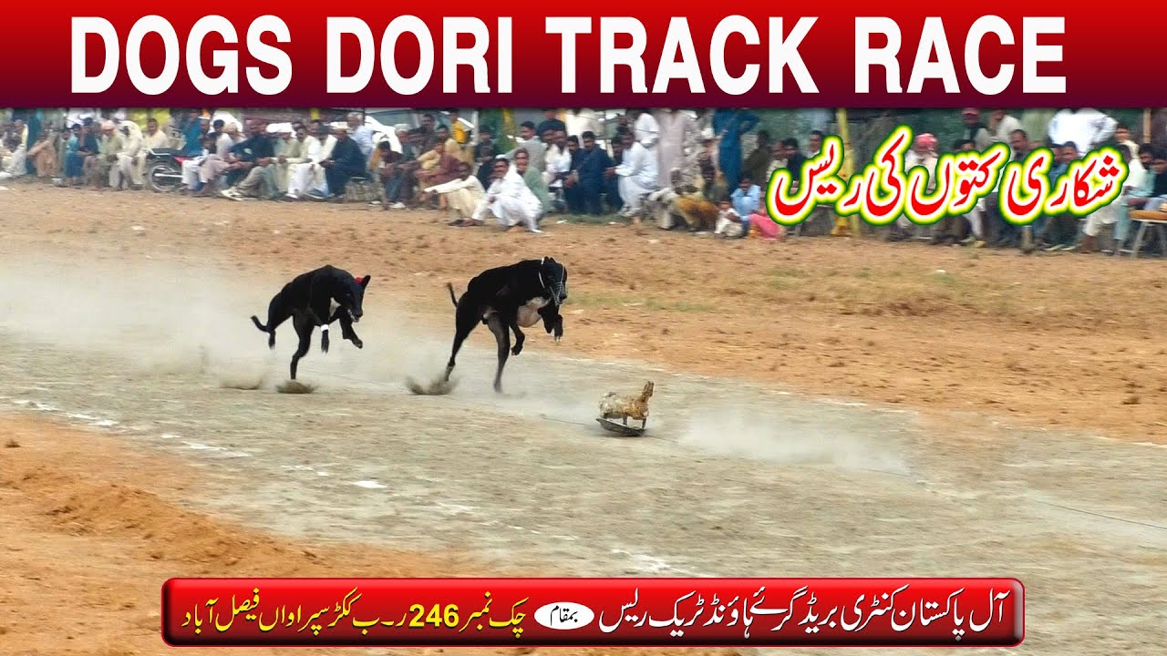Dogs Race  ||  Dori Track Race | 1st Round | Chak 246 Rb Kukkor Faisalabad #dog #race #animals