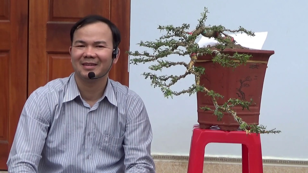 Cây thác đổ -  lý thuyết và thực hành - design a cascade bonsai